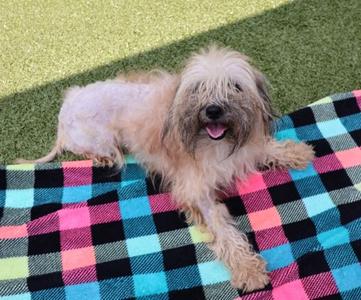 Biscuit, Mixed Breed, young, available for adoption