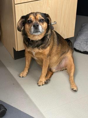 Hank, Beagle / Pug, senior, available for adoption