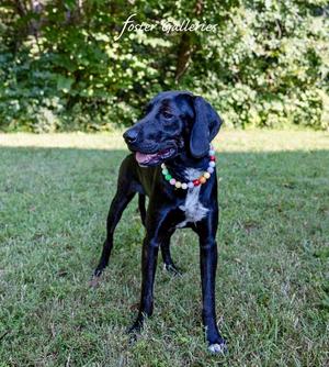 Nora / AC 27907 C, Labrador Retriever / Plott Hound, puppy, available for adoption