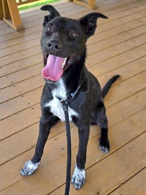 Lamar / AC 27752 E / Murphy, Border Collie / Labrador Retriever, puppy, available for adoption