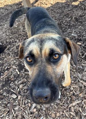 A close-up of a dog with a black and tan coat, looking directly at the camera, standing on a bed of wood chips.
