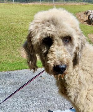 Bernardo / AC 28482 C, Poodle / Great Pyrenees, adult, available for adoption