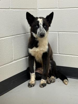 Gallagher, Husky / Australian Cattle Dog / Blue Heeler, puppy, available for adoption