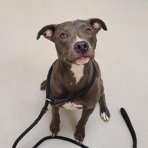 Sapphire / AC 27285 / AC 28236, Pit Bull Terrier / Terrier, young, available for adoption