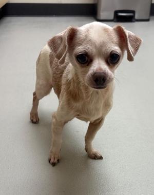 Sissy, Chihuahua, senior, available for adoption