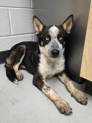 Gallant, Husky / Australian Cattle Dog / Blue Heeler, puppy, available for adoption