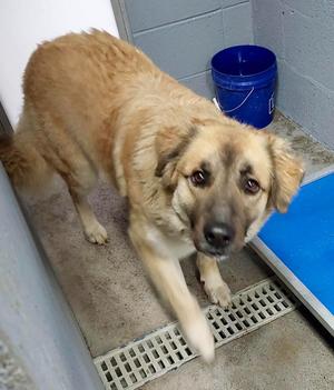 Sasha / AC 27587 / AC 27594, Affenpinscher / Great Pyrenees, adult, available for adoption