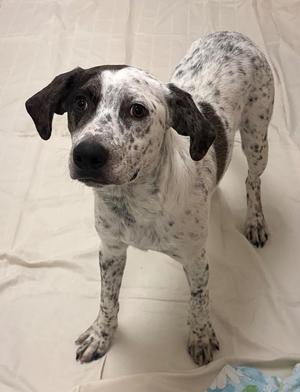 A black and white spotted dog standing on a white blanket