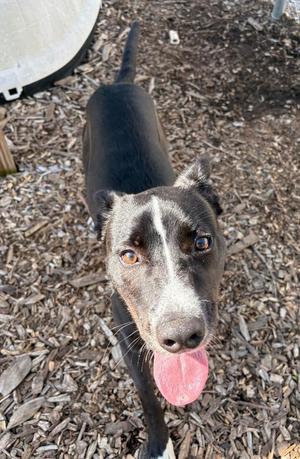 A black and white dog with its tongue out, standing on wood chips.