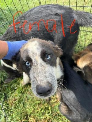 Gaga, Husky / Australian Cattle Dog / Blue Heeler, puppy, available for adoption