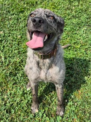 Cookie, Australian Shepherd / Poodle, puppy, available for adoption