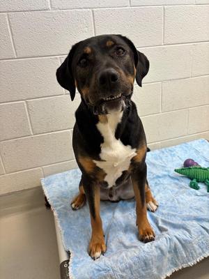 Paddington / Thanos, Pit Bull Terrier / Shar-Pei, young, available for adoption