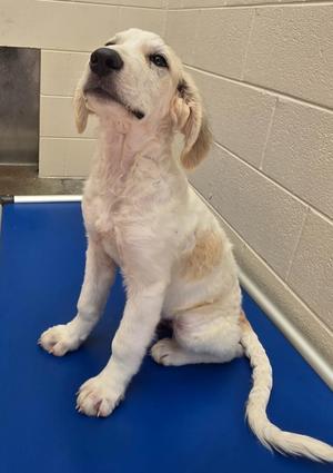 Mr. Carl / AC 28455 A, Great Pyrenees / Poodle, puppy, available for adoption