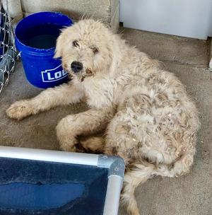 Mr. Dean / AC 28455 B, Great Pyrenees / Poodle, puppy, available for adoption