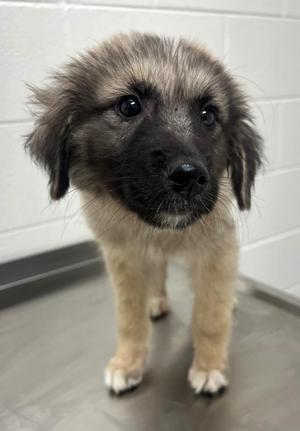 Sweetums, Shepherd / German Shepherd Dog, puppy, available for adoption