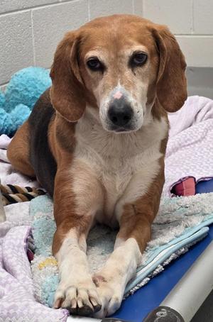 Holly / AC 27579 A, Foxhound, senior, available for adoption