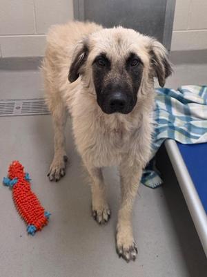 A fluffy dog with a black face and light-colored fur standing on a tiled floor, next to a red and blue toy and a blue blanket.