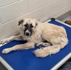 Bernadette / AC 28482 D, Great Pyrenees / Poodle, young, available for adoption