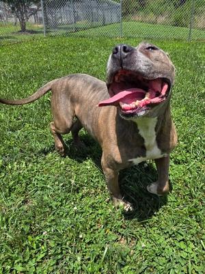 Cecil / AC 28258, Pit Bull Terrier, adult, available for adoption