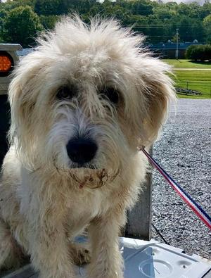 Bessie / AC 28482 B, Poodle / Great Pyrenees, adult, available for adoption