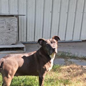Bella, Pit Bull Terrier, senior, available for adoption