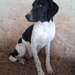 Nico, Pointer / Hound, young, available for adoption