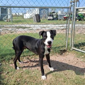 Lucky, Pit Bull Terrier, young, available for adoption