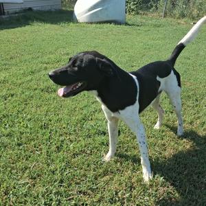 A black and white dog standing on a grassy lawn, with its mouth open and tongue out, looking to the left.