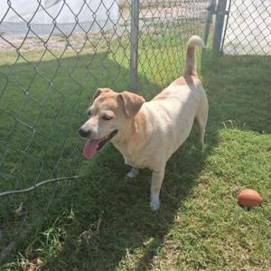 A light-colored dog with a happy expression standing on grass near a chain-link fence, with a football nearby.