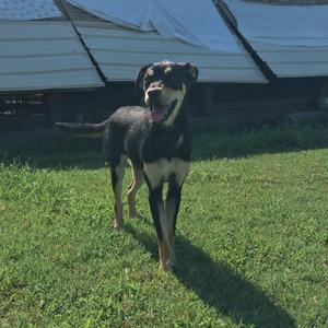 A black and tan dog standing on grass with its tongue out, in front of a white tent.