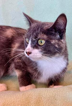 Fran, young, available for adoption