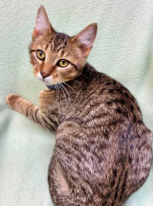 Kosher, kitten, available for adoption