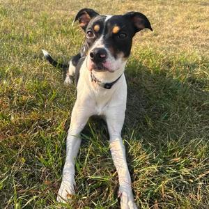 Taya, Hound / Rat Terrier, young, available for adoption