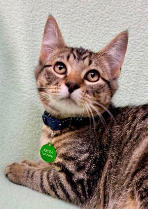 Turmeric, kitten, available for adoption
