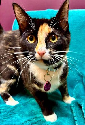 Parsnip, young, available for adoption
