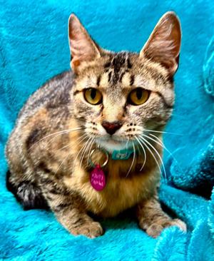 Paprika, young, available for adoption