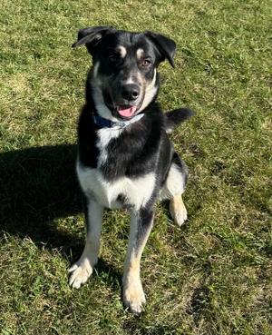 Thomas, German Shepherd Dog, puppy, available for adoption