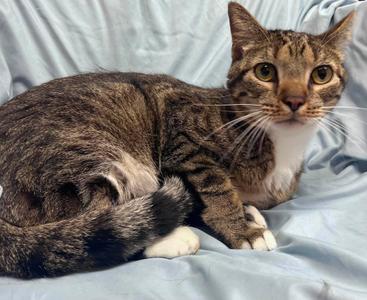 Yurt, young, available for adoption