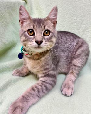 A gray tabby kitten with large, expressive eyes is lying on a green blanket. The kitten is wearing a collar with a blue tag and a red and white patterned band. Its front paws are stretched out, and it appears to be looking directly at the camera.