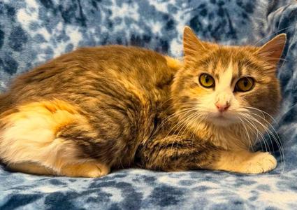Taffy, young, available for adoption