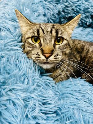 Cecil, young, available for adoption