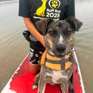 Laz, Mixed Breed (Medium), young, available for adoption
