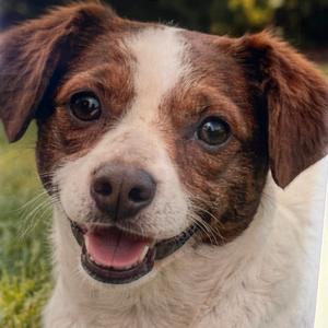 Bean, Mixed Breed (Small), young, available for adoption