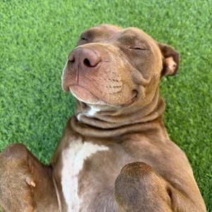 A brown dog with a white chest lying on green grass, looking relaxed with its eyes closed.