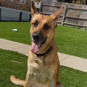Lani, Mixed Breed (Medium), young, available for adoption
