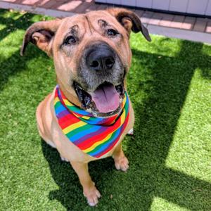 Ava, Mixed Breed (Large), adult, available for adoption