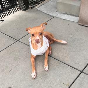 A small brown dog wearing a white shirt, sitting on a concrete surface.