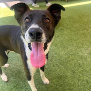 Magic, Mixed Breed (Medium), young, available for adoption