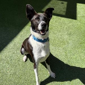 Magic, Mixed Breed (Medium), adult, available for adoption