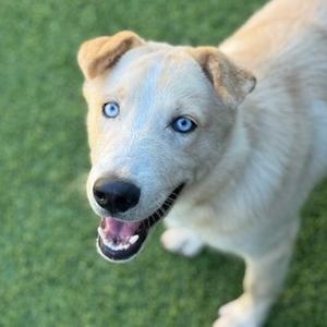 A close-up, high-angle shot of a tan and white dog with bright blue eyes and an open mouth, looking up at the camera.